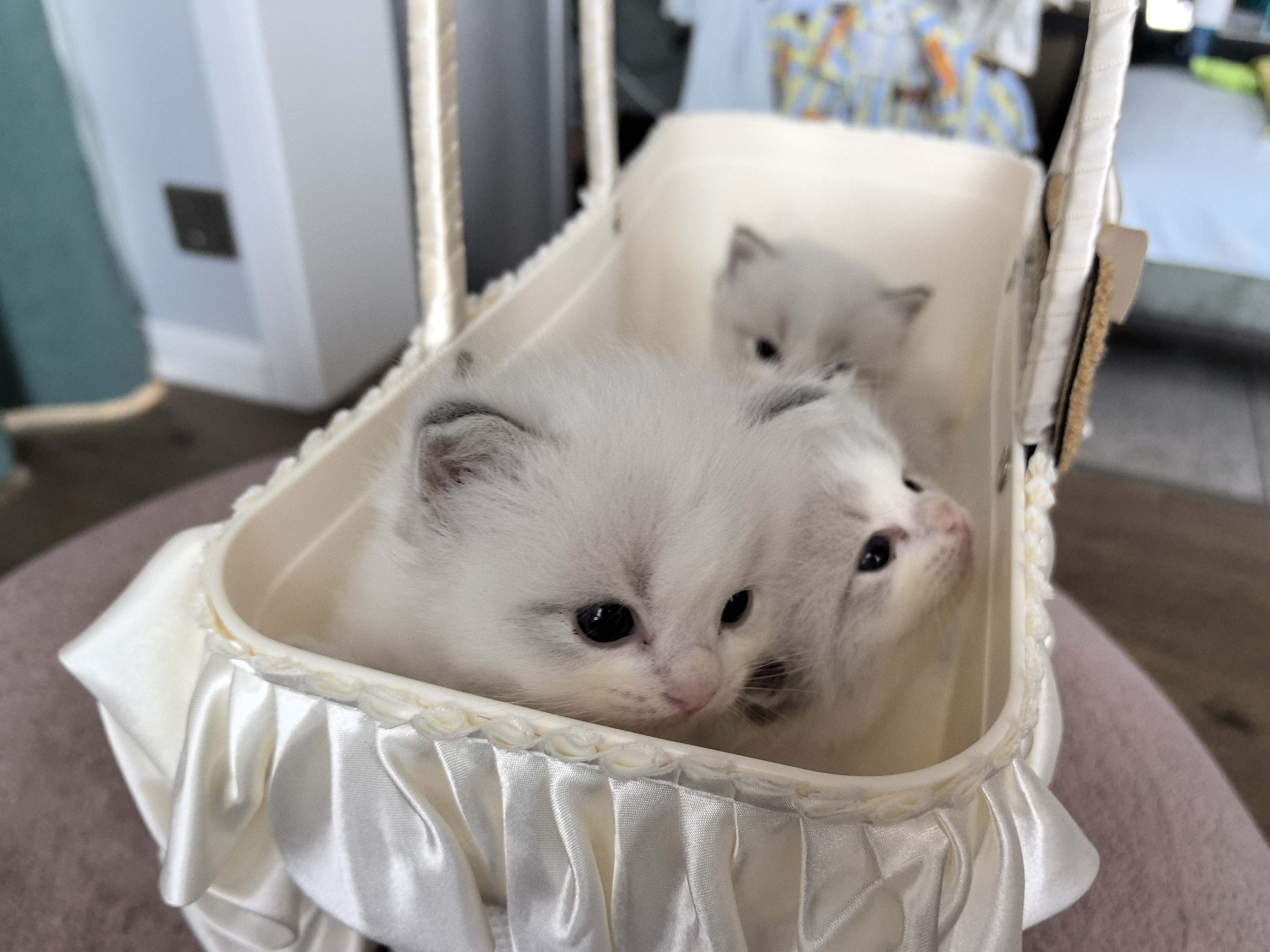 布偶猫